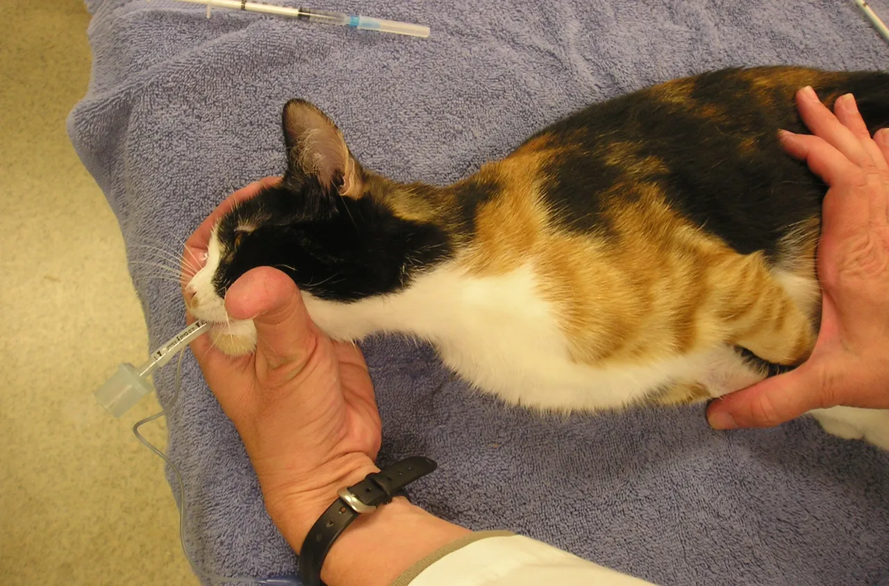 Бронхоалвеоларен лаваж при кучета и котки