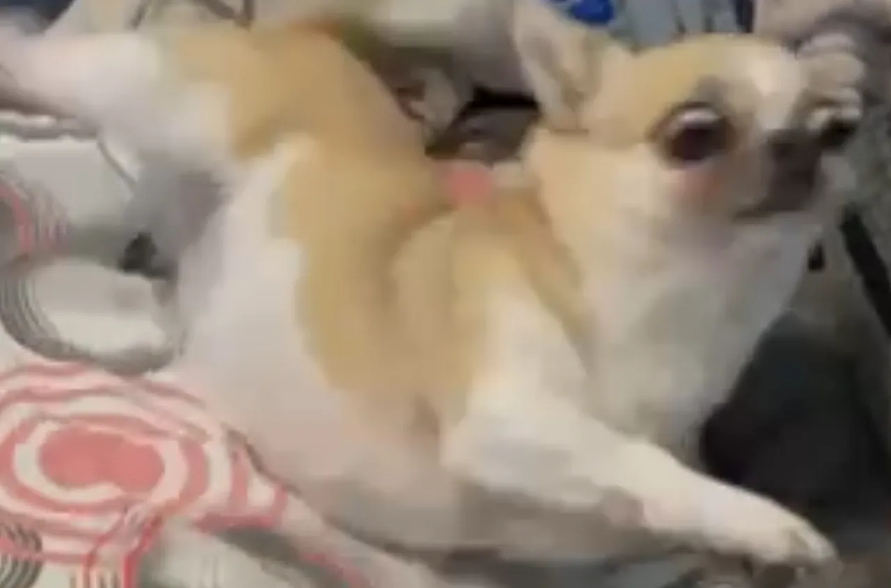 Пароксизмална дискинезия при кучета