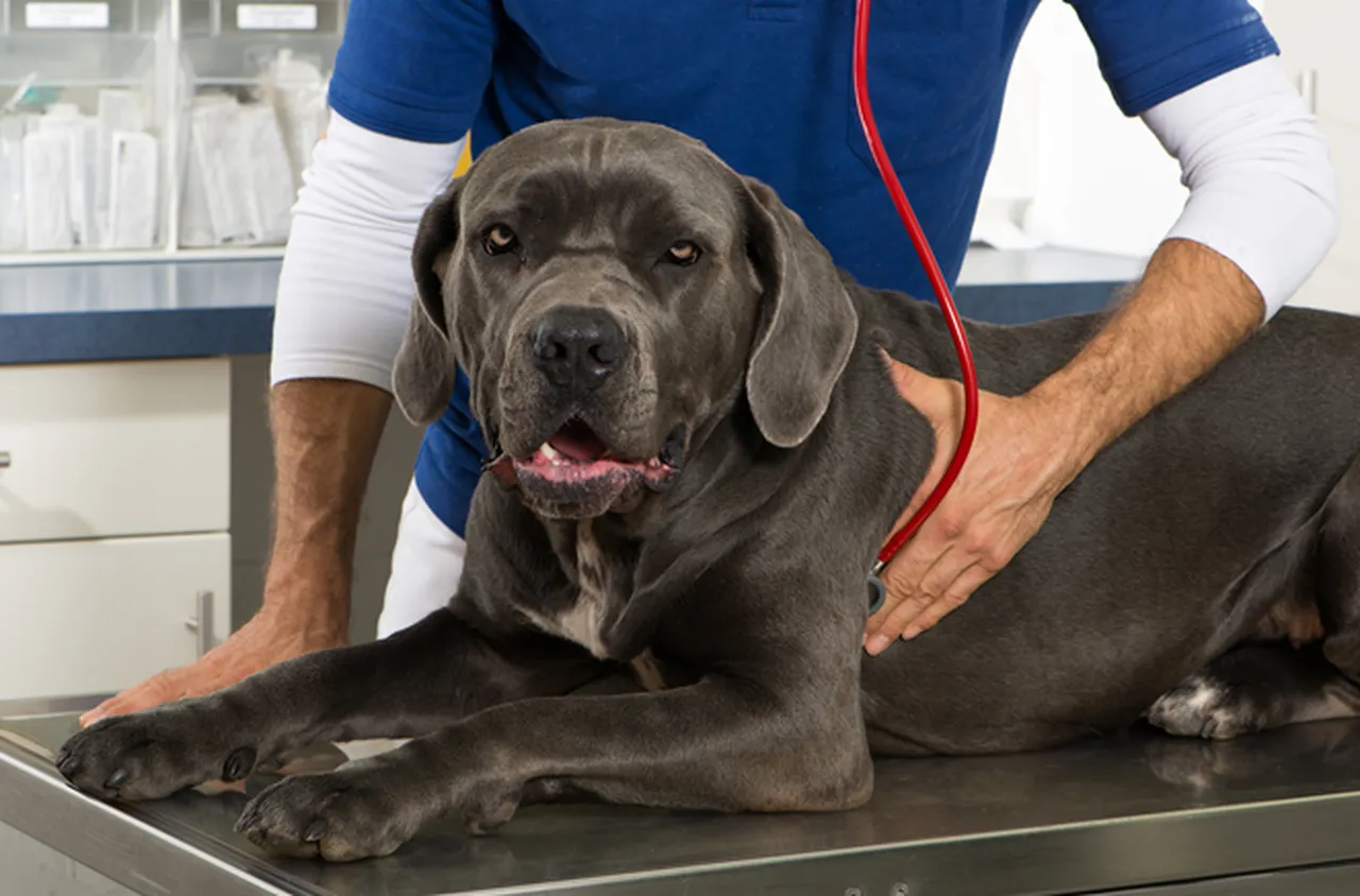 Заболявания на белия дроб при кучета и котки: причини, симптоми и лечение