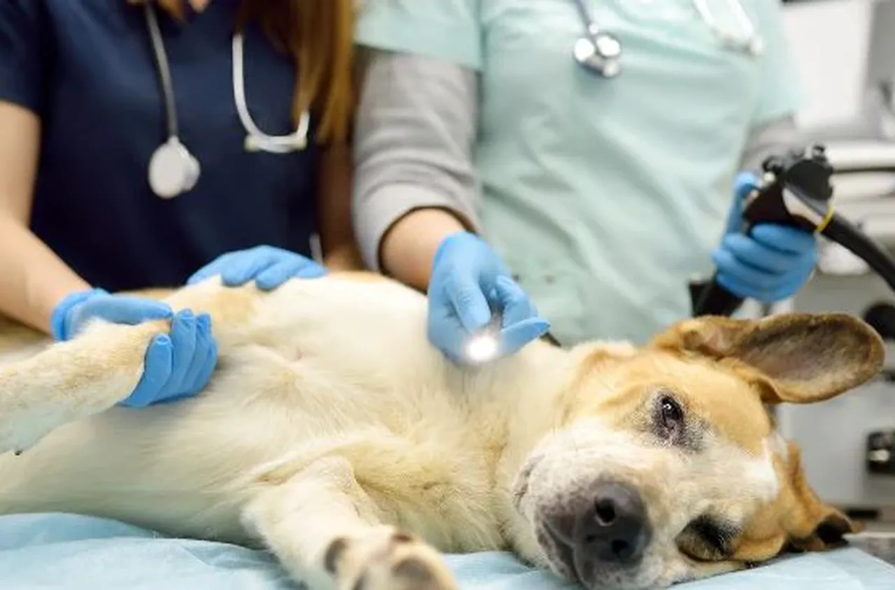 Колоноскопия при кучета и котки: кога се прилага и какво открива