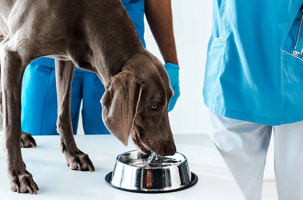 Бъбречни заболявания при кучета и котки