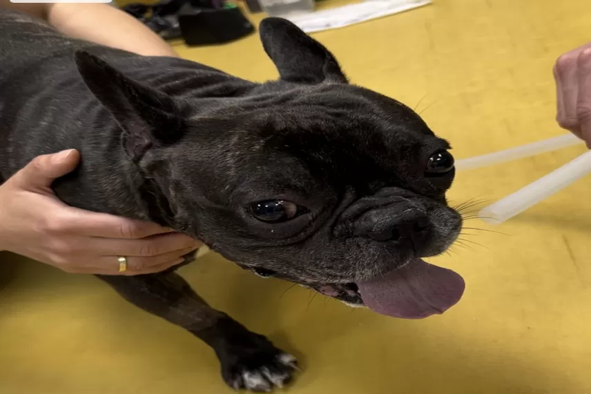 Брахицефален синдром при кучета и котки