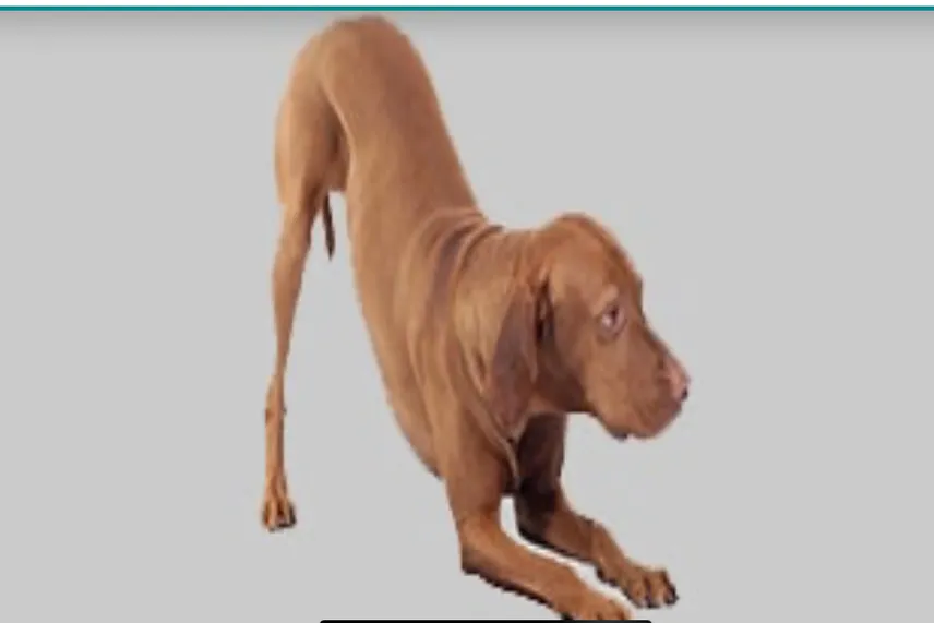 Панкреатит при домашните любимци: Какво трябва да знаете?