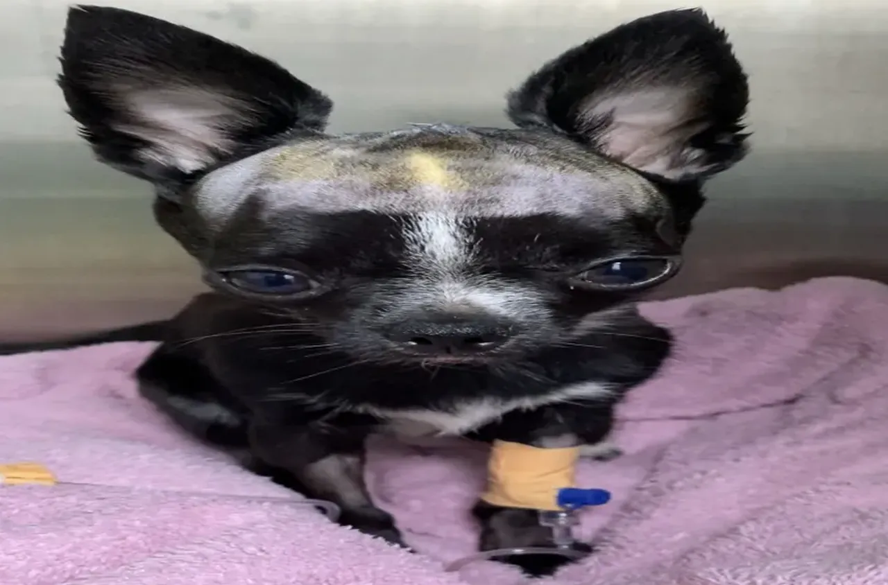 Хидроцефалия при кучета и котки: Причини, симптоми и лечение