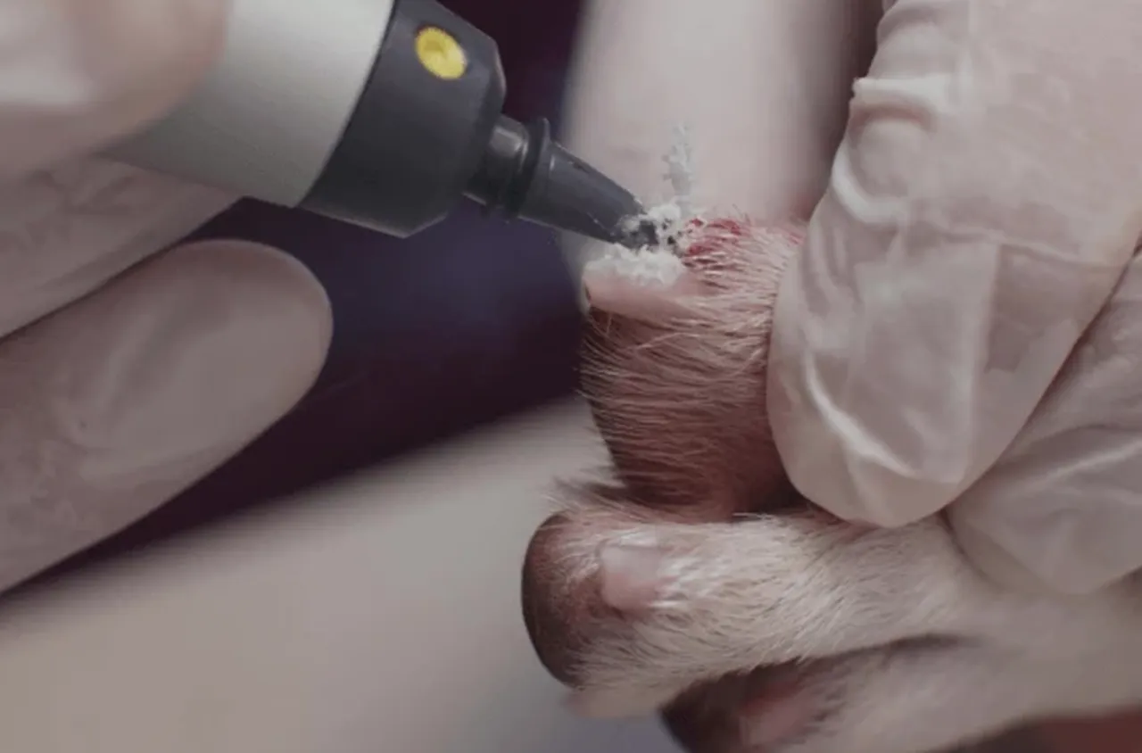 КриоПЕН терапия при кучета и котки: как да премахнем брадавици и кожни образувания без хирургия