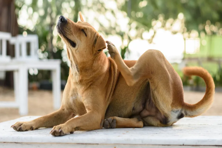 Ушни инфекции при кучета и котки: Причини, симптоми и лечение