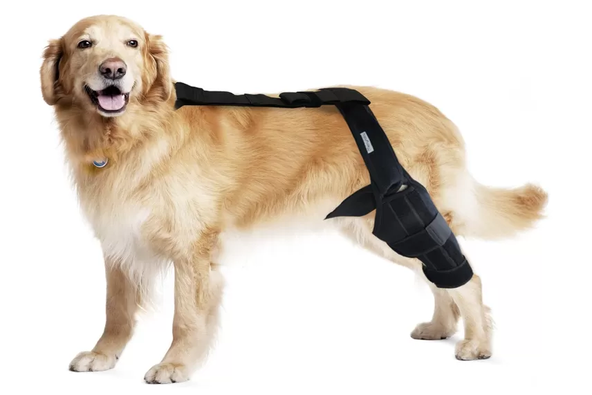 Скъсана предна кръстна връзка на колянната става при кучета